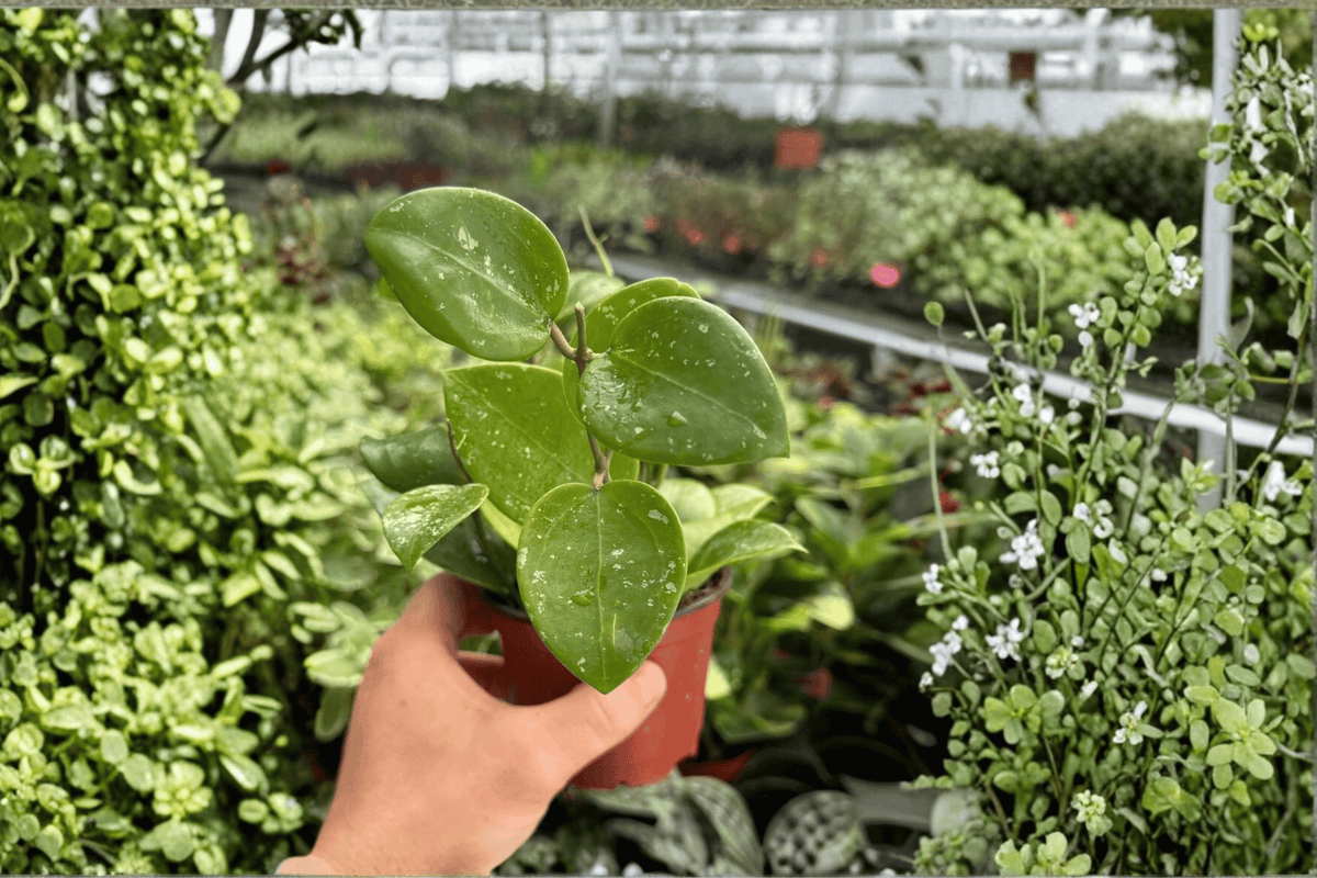 Hoya Parasitica Splash Live Plants - 2 Pack in 4-Inch Pots - Tropical Foliage - Hoya 'Parasitica Splash'