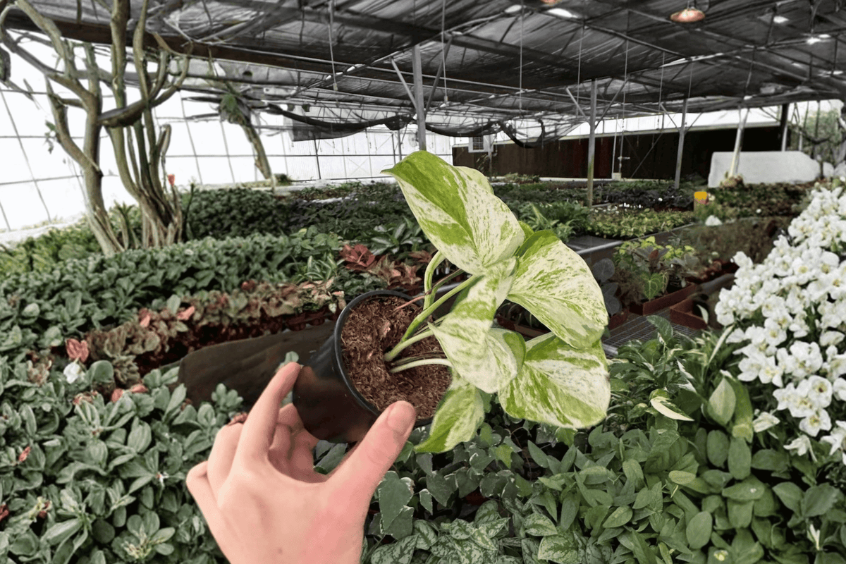 2 Manjula Pothos Live Plants in 4-Inch Pots - Epipremnum aureum 'Manjula' - Unique Marbled Green & White Leaves