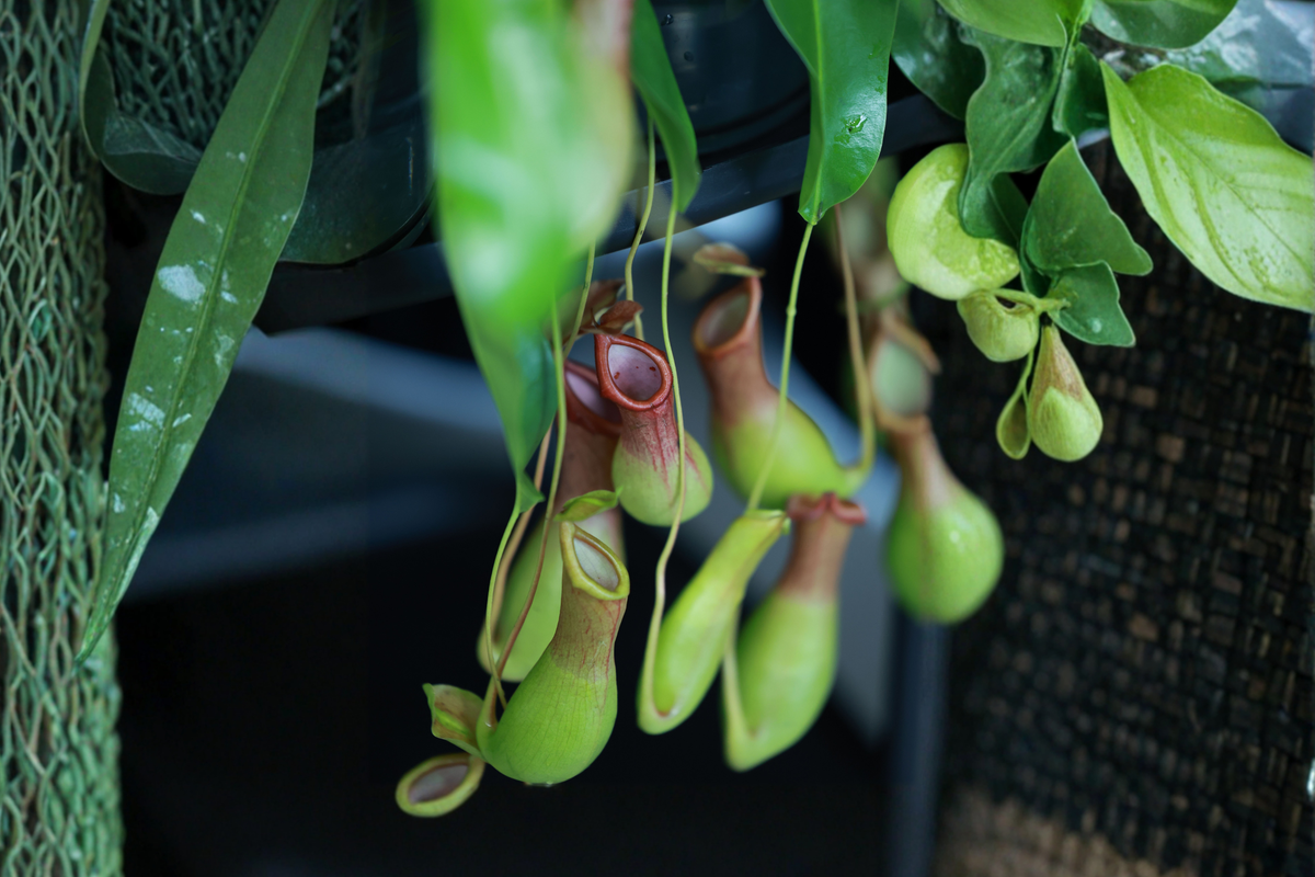 Live Carnivorous Plants Assortment - 5 Different Species in 2-Inch Pots - Insect-Catching Plants (Grower's Choice)