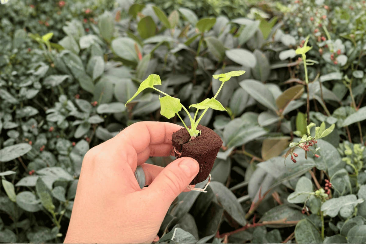 Philodendron Hope Aurea Variegated Starter Plants - 2 Live Plugs - Thaumatophyllum bipinnatifidum ‘Hope’ Aurea Variegated