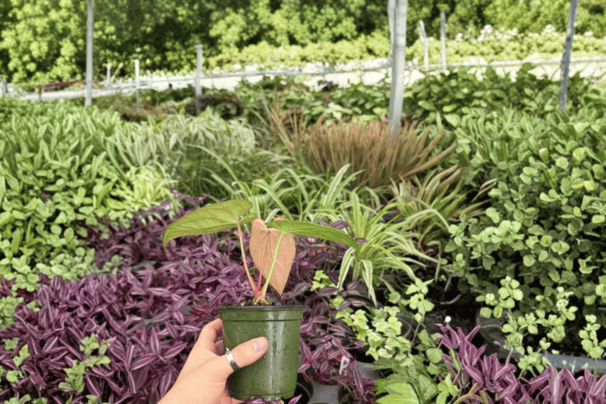 Anthurium Goliath × AOS Live Plants - 4-Inch Tropical Ornamental Hybrid - Anthurium Hybrid (Goliath × AOS) - Set of 2