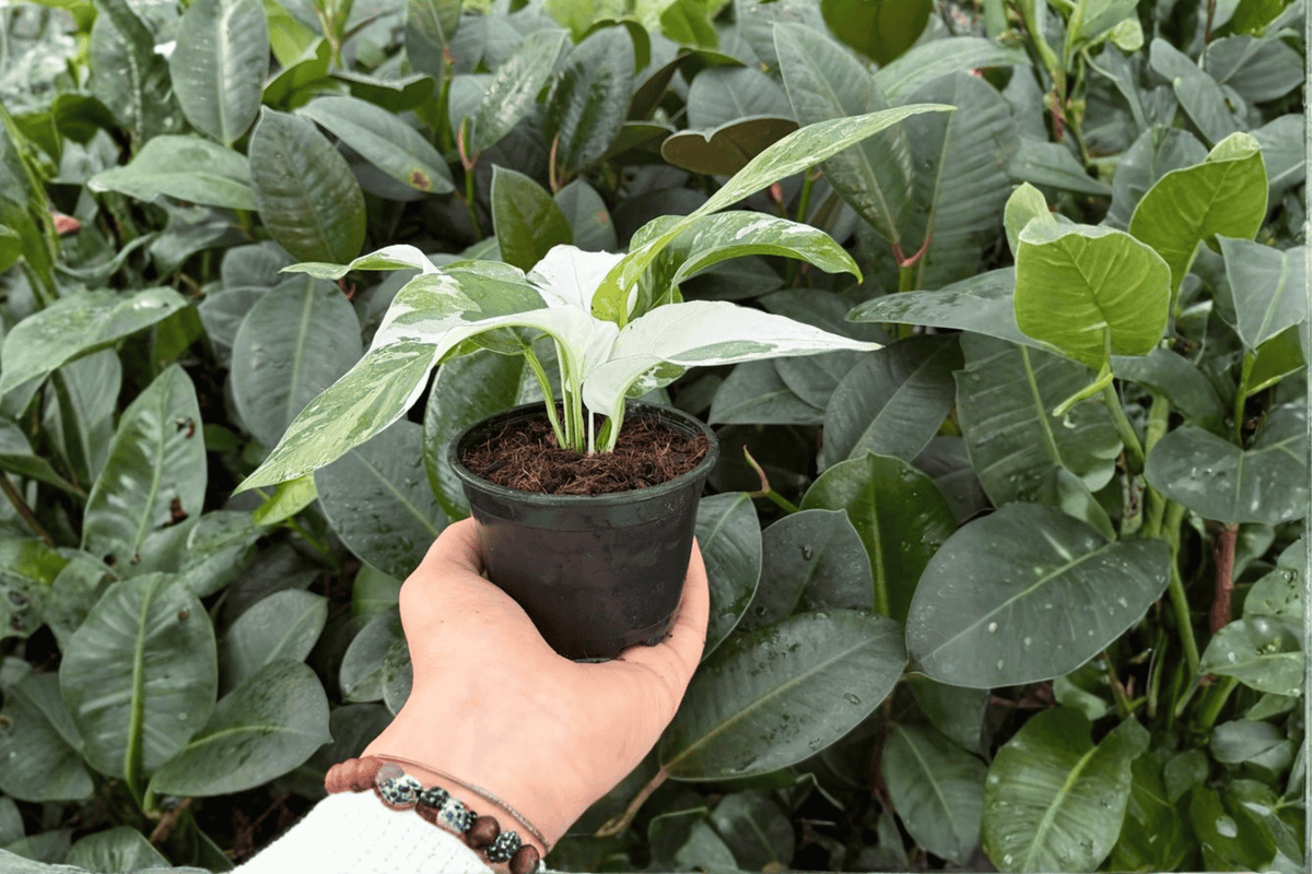 Epipremnum Pinnatum Albo Live Plants - 4" Variegated Aroid - 2 Exact Plants, Green & White Foliage, Bare Root