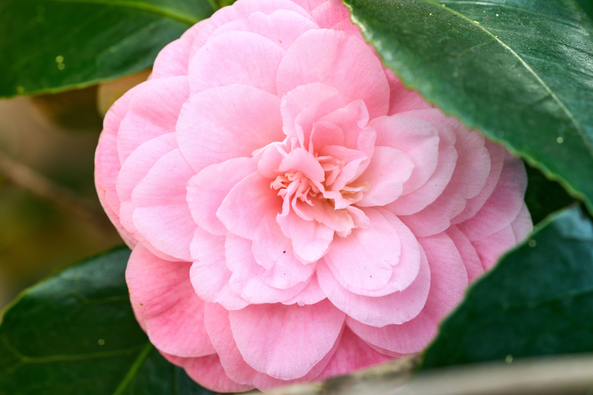 Debutante Pink Camellia Starter Plant 4L - Camellia japonica 'Debutante' - Evergreen Flowering Shrub with Soft Pink Blooms