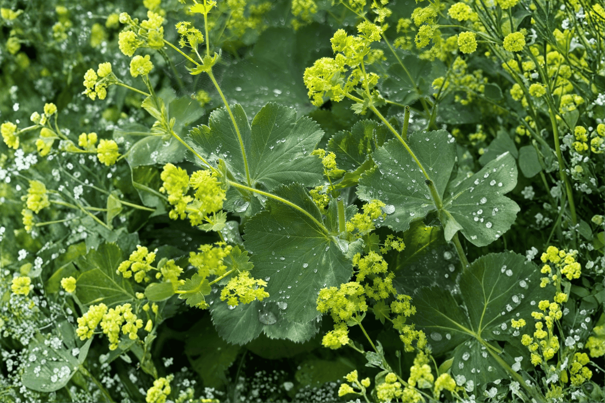 Thriller Lady's Mantle Plant - 4-Inch Pot - Greenish Yellow Flowers - Alchemilla mollis ‘Thriller’ - Herbaceous Perennial