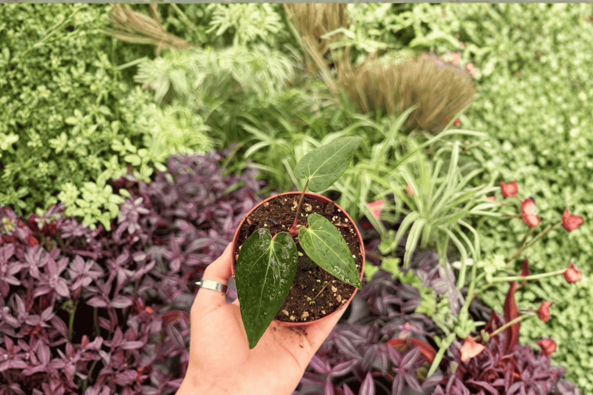 Anthurium FS x Blue Papi Live Plants - 4” Pot - 2 Exact Tropical Hybrid Plants - Anthurium Hybrid - Indoor Foliage Plant