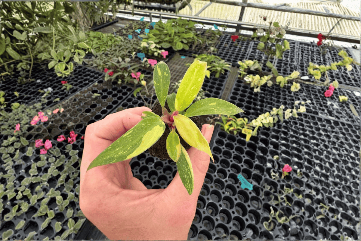 2 Variegated Philodendron 'Prince of Orange' Starter Plants - Bare Root Live Tropical Houseplants - Philodendron Variegated