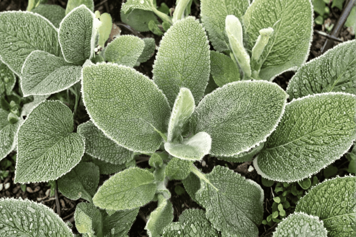 Big Ears Lamb’s Ear Plant - 4-Inch Pot - Stachys byzantina ‘Big Ears’ - Ornamental Perennial Foliage for Gardens and Containers