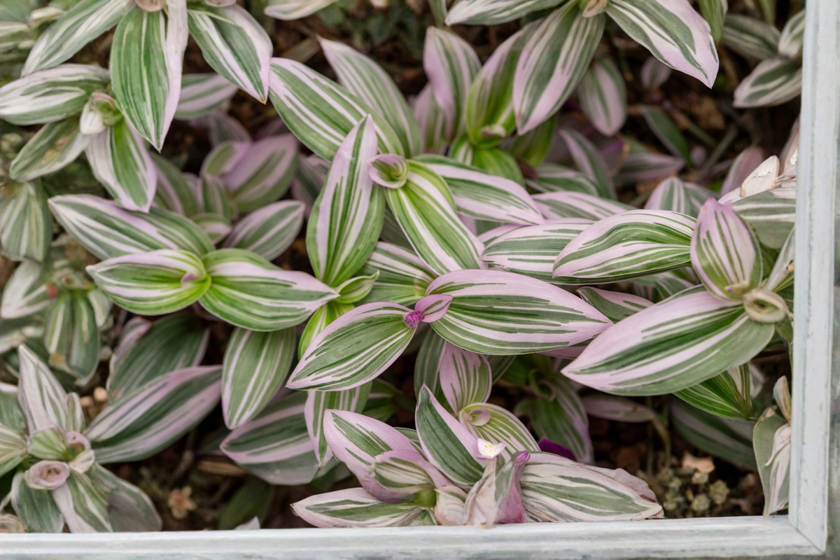 Tradescantia Nanouk Live Plant in 4-Inch Pot - Pink Wandering Dude - Variegated Foliage - Easy Care Houseplant Decor