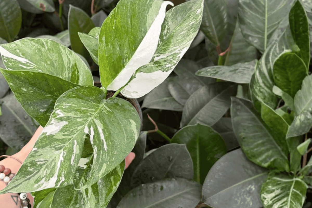 Epipremnum Pinnatum Albo Live Plants - 4" Variegated Aroid - 2 Exact Plants, Tropical Climbing Foliage, Epipremnum pinnatum ‘Albo’