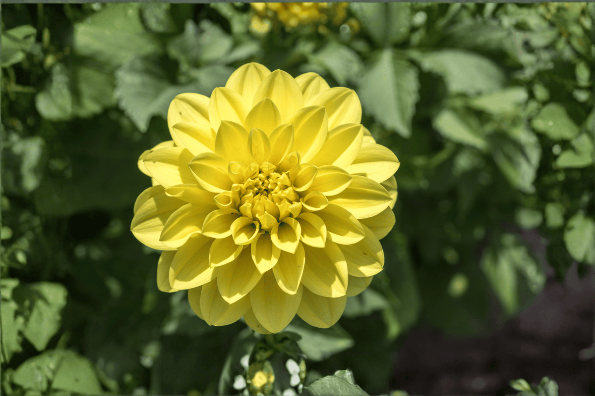 Cherie Lemon Dahlia Live Plant in 4-Inch Pot - Ornamental Flowering Plant - Dahlia variabilis ‘Cherie Lemon’