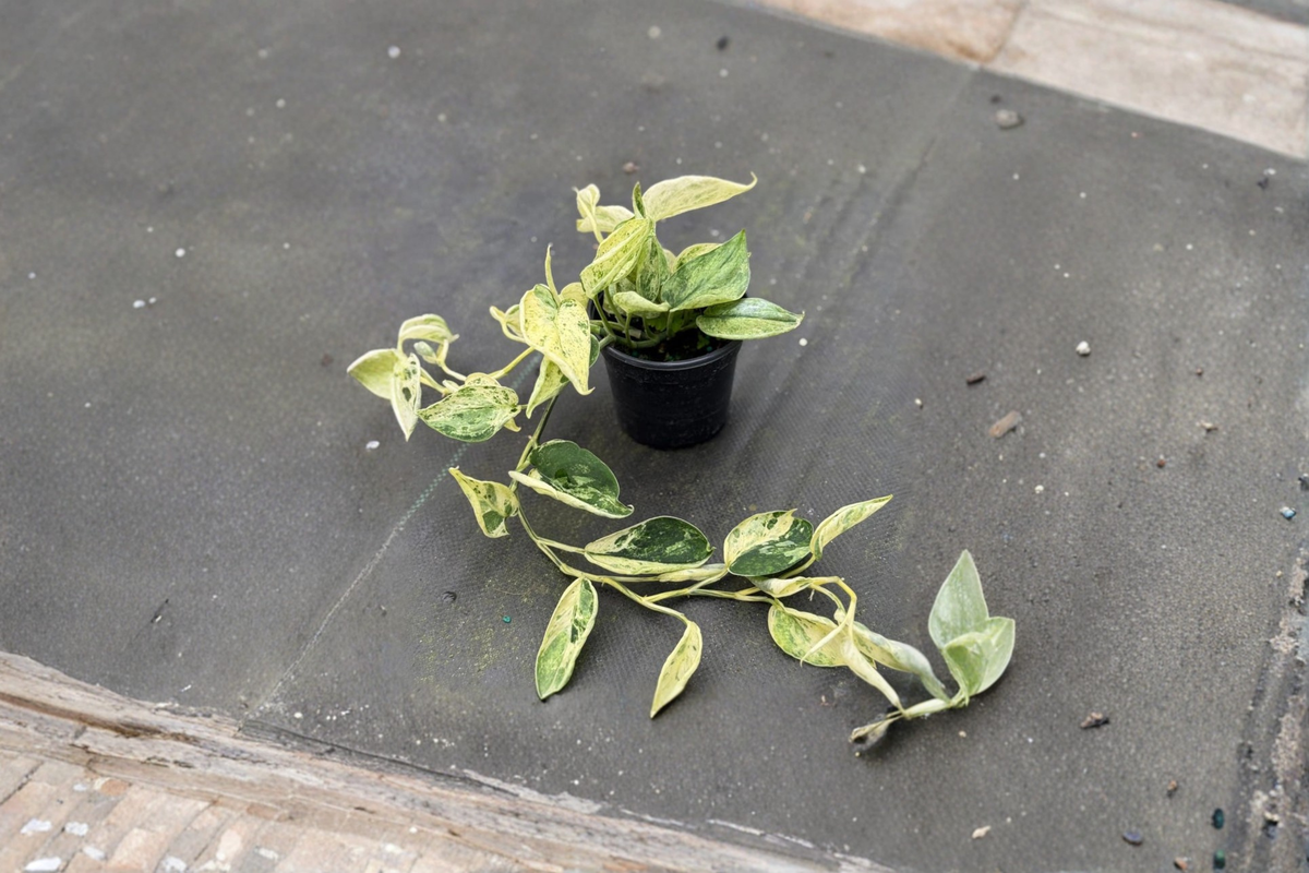 Scindapsus Marble Queen Plant 4 Inch Starter Indoor Houseplant with Silver Variegated Foliage (Satin Pothos)