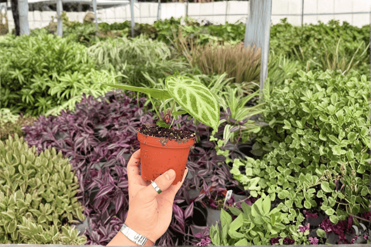 Anthurium Silver x Ferrari Live Plants - 4-Inch Pots, Tropical Ornamental Hybrid, Exact 2 Plants, Anthurium hybrid