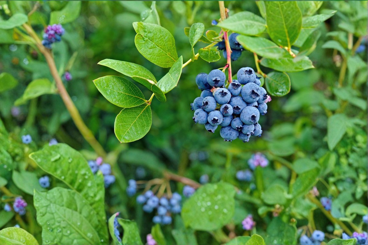 Premier Blueberry Bush Live Plant 1-3 Ft Sweet Blueberry Varietal Vaccinium spp. Edible Garden Fruit Shrub for Outdoor Growing