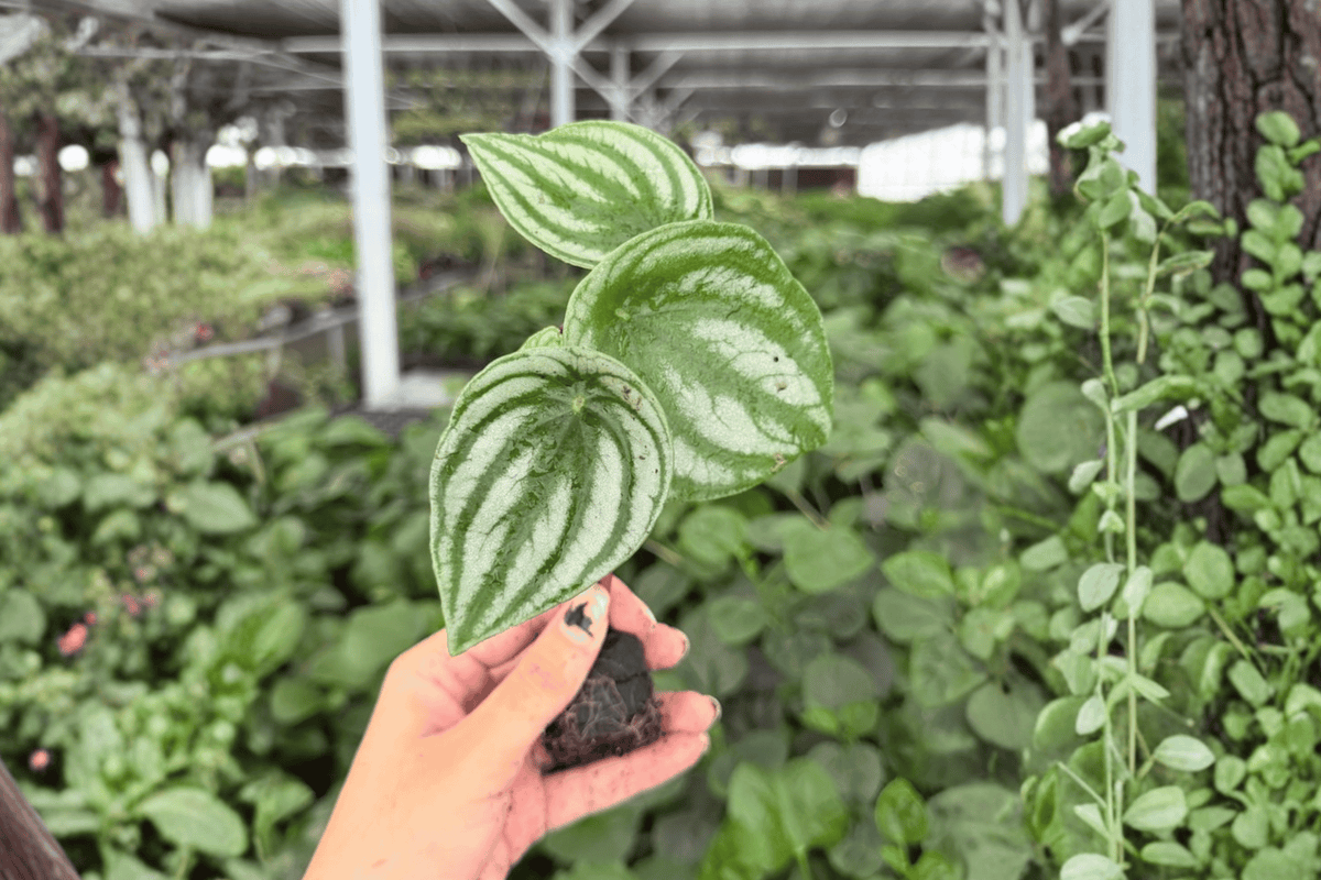 2 Watermelon Peperomia Starter Plants, Green & Silver Foliage, Peperomia argyreia - Exact Plants Shipped, 2-Inch Pot