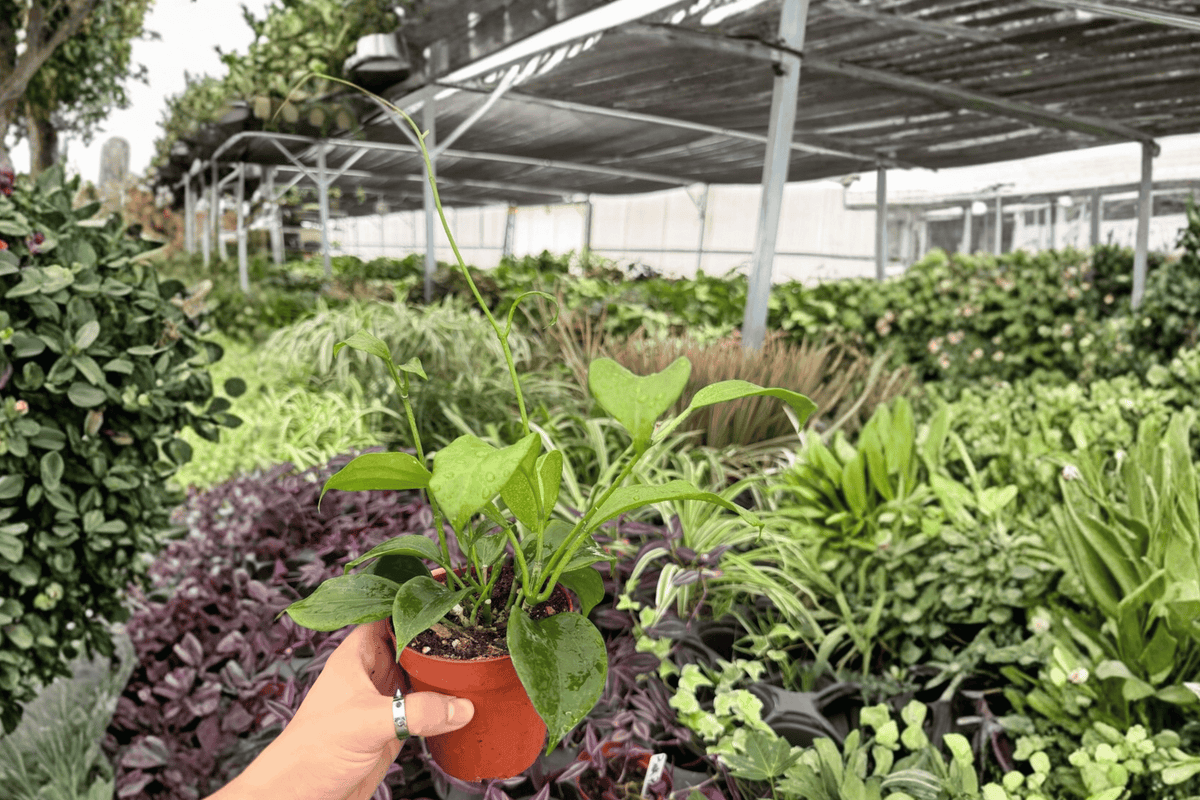 Hoya Quinquenervia Live Plants - 4-Inch Pots - 2 Exact Tropical Vining Plants - Hoya quinquenervia - Ornamental Foliage