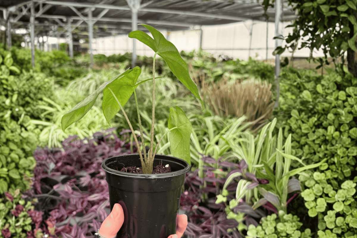 2 Live Alocasia Frydek Plants in 4-Inch Pots - Alocasia micholitziana 'Frydek' - Tropical Ornamental Aroid with Velvety Green Foliage
