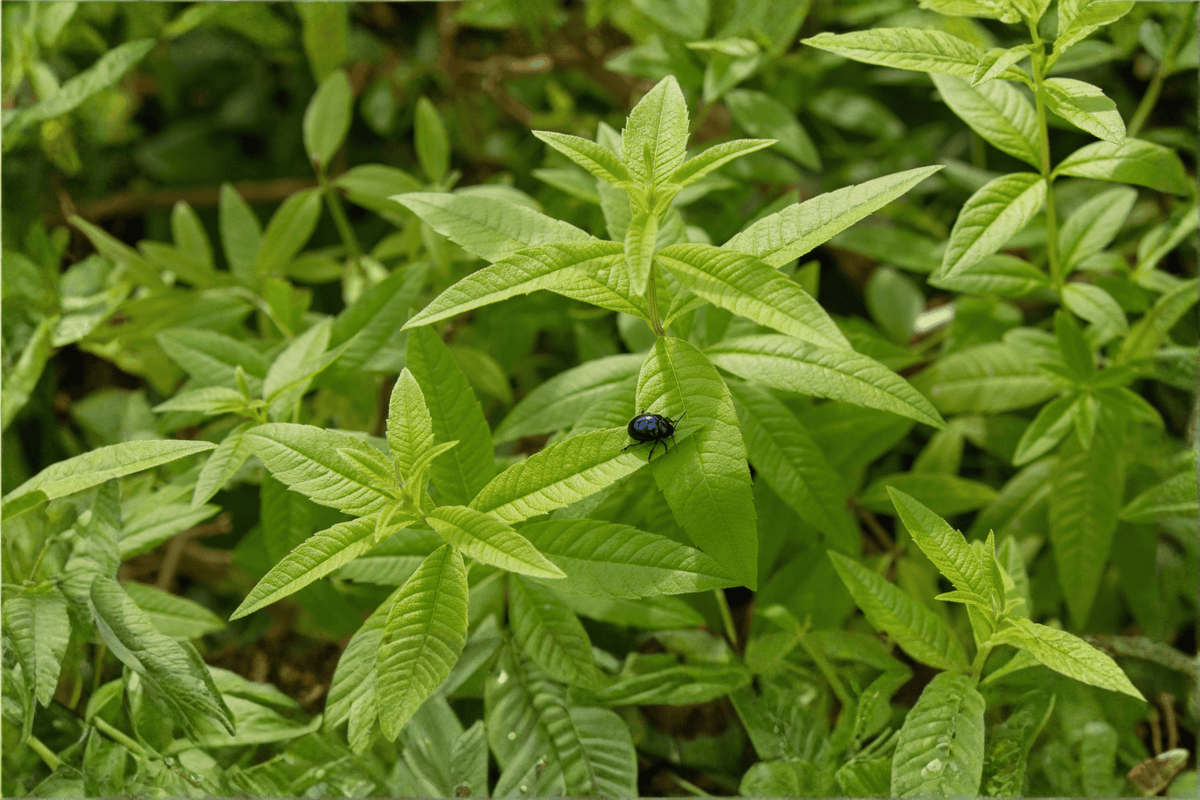 Lemon Verbena Live Plant 4-Inch Pot Aromatic Perennial Aloysia triphylla | Fragrant Herb for Gardens & Containers