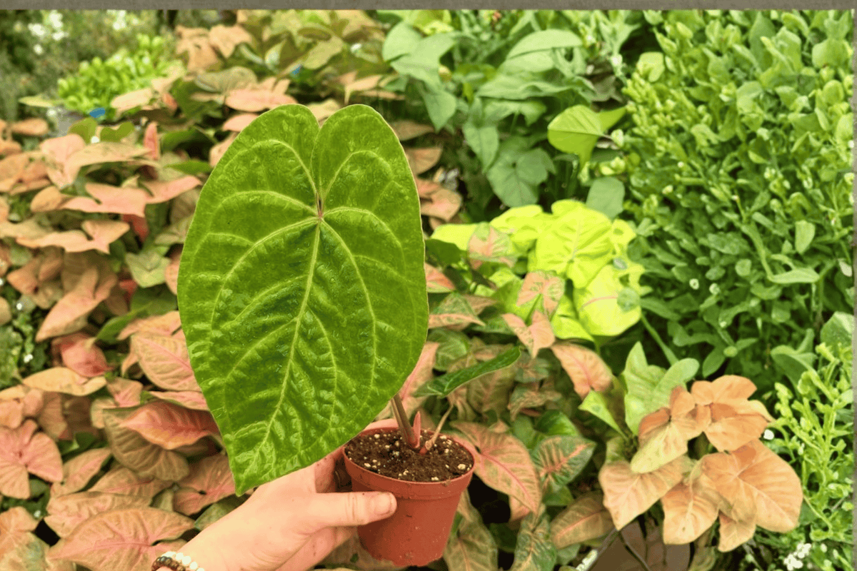Anthurium Fort Sherman x Xone Live Plants - 4-Inch Pot - Tropical Ornamental Aroid Hybrid - Exact 2 Plants (Anthurium FS x Xone)