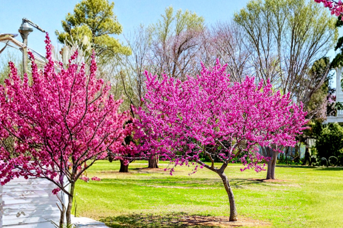 Live Oklahoma Redbud Tree 4-6 ft with Pink Spring Blooms, Ornamental Flowering Tree, Cercis canadensis 'Oklahoma' for Landscape