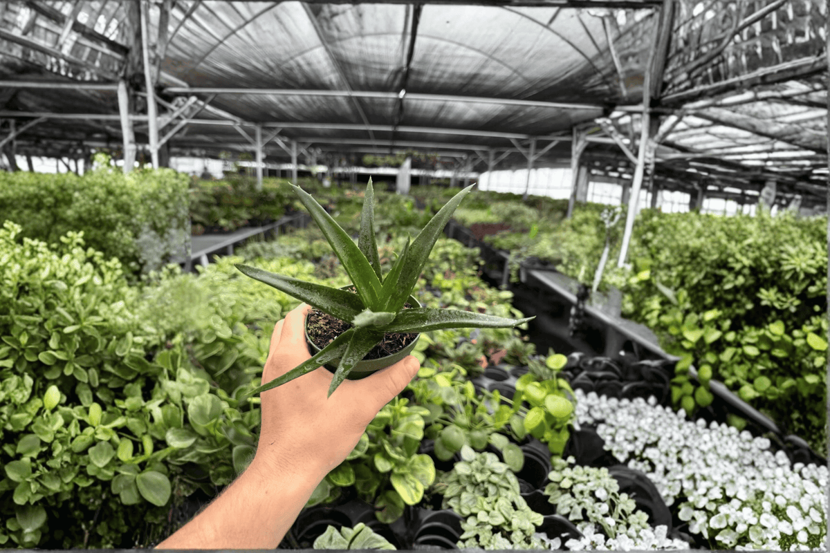 Aloe Black Gem Live Plants - 2 Exact 4-Inch Pots - Ornamental Succulent - Aloe 'Black Gem' - Dark-Toned Fleshy Foliage