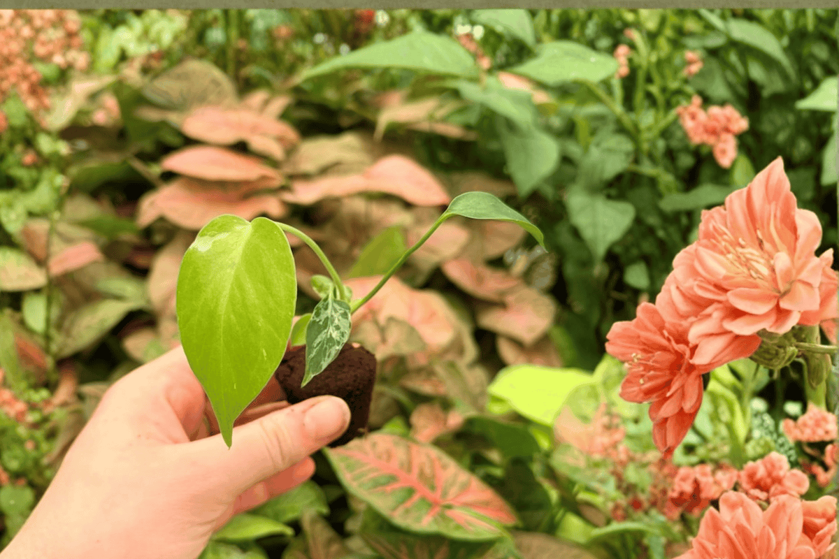 Monstera Deliciosa Bulbasaur Starter Plants – 2 Exact Live Plants – Monstera deliciosa – Tropical Ornamental Aroid