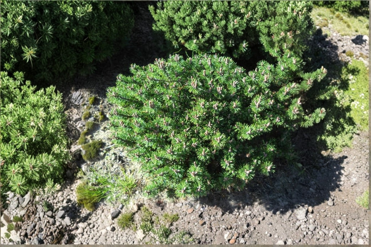 Dwarf Evergreen Bonsai Starter Plant 6” - Mugo Pine ‘Minima Kalous’ - Pinus mugo in 1 Gallon Pot - Compact Green Foliage