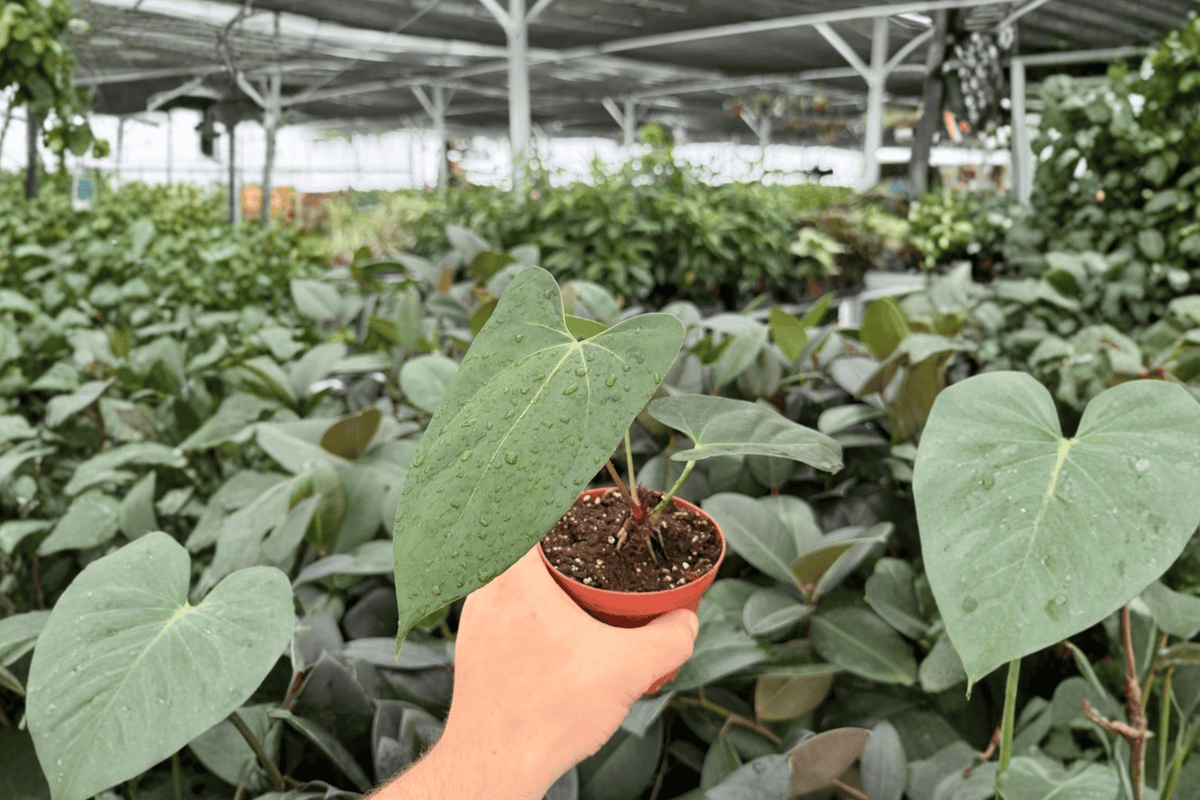 Anthurium Portillae x Papi Live Plants - 4-Inch Pots - Tropical Ornamental Aroid - Anthurium Hybrid