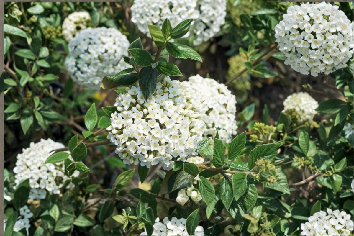 Burkwood Viburnum Live Plant, 1 Gallon Pot, Fragrant White Flowers, Viburnum × burkwoodii, Ornamental Landscape Shrub