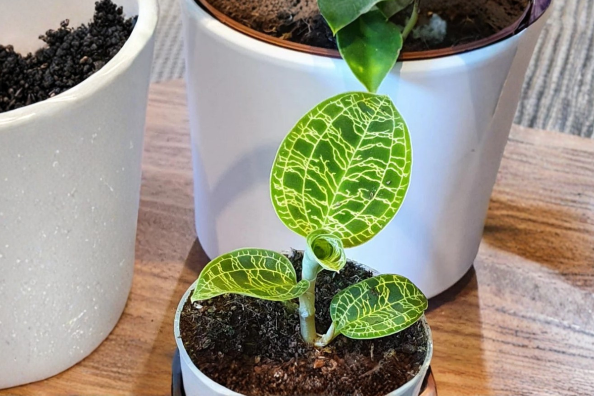 Live Macodes Petola Plant | Rare Lightning Jewel Orchid | Indoor Houseplant Starter | Tropical Orchid for Decor