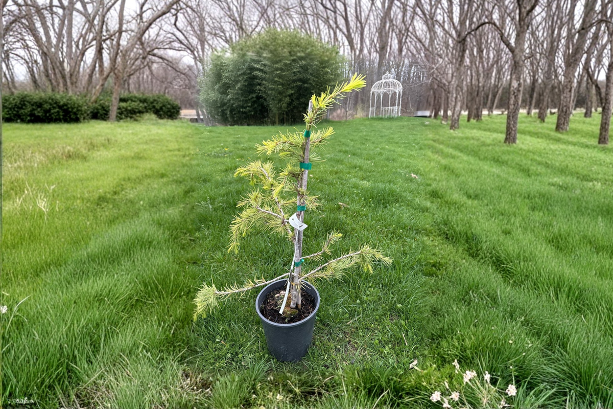 Klondike Deodar Cedar Live Plant 12 Inch Golden Evergreen Conifer Cedrus deodara for Garden Landscape Accent