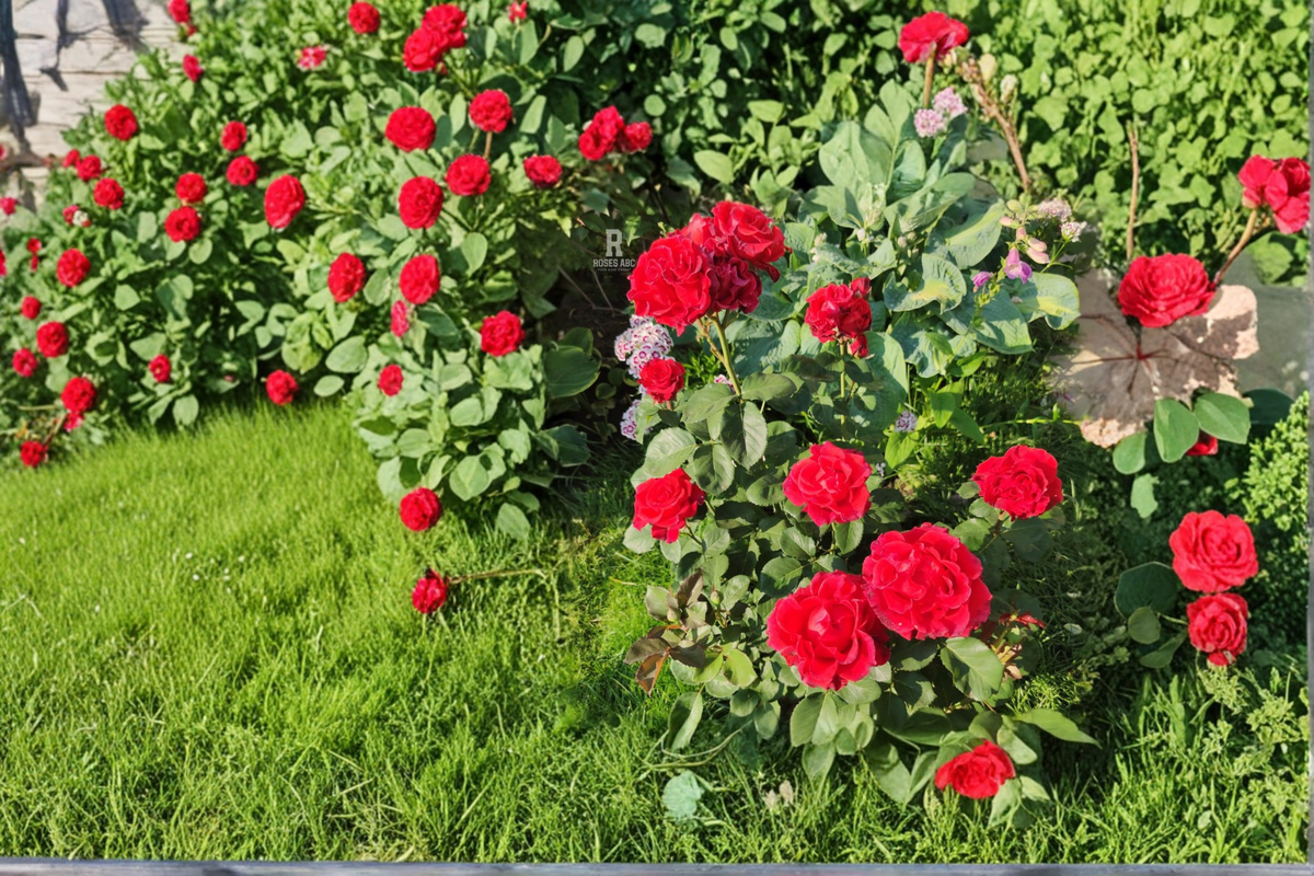 Toro Hybrid Tea Rose Plant 1 Gal Red Bush Large Bloom Shrub for Garden Borders Landscape - Rosa 'Toro'