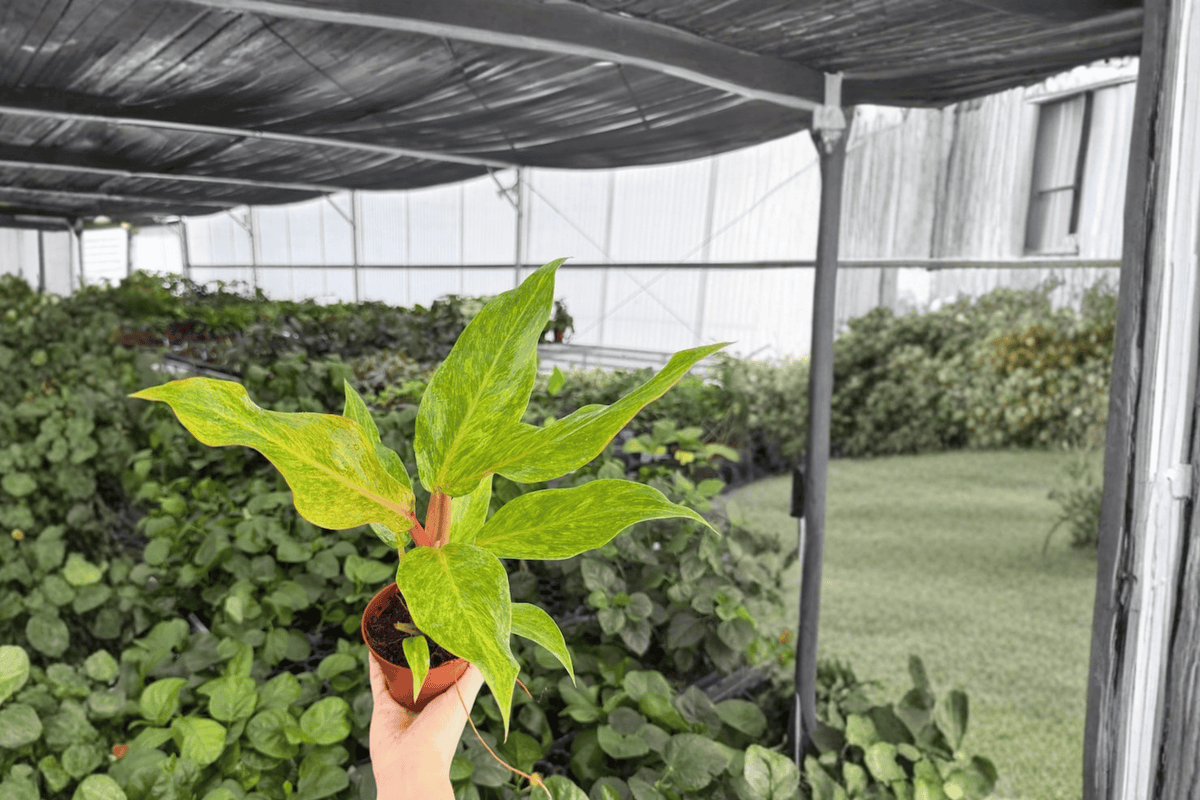 Philodendron Orange Marmalade - 2 Live Plants in 4-Inch Pots - Tropical Aroid - Philodendron 'Orange Marmalade'