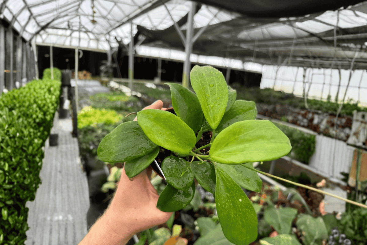 2 Hoya Quinquenervia Live Plants in 4-Inch Pots - Tropical Wax Plant - Fully Established Roots, Vining Growth Habit