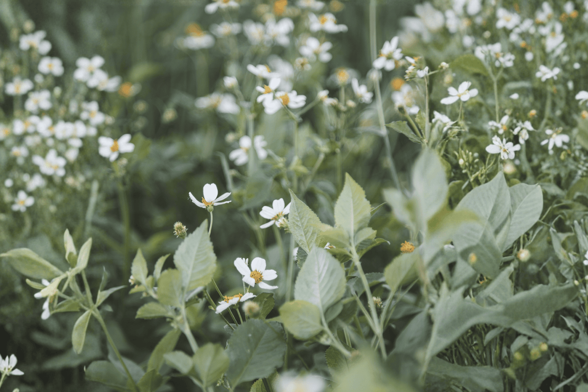 Bee White Beggarticks Live Plant - 4-Inch Pot - White Flowers - Bidens ‘Bee White’ - Ornamental Flowering Plant for Gardens
