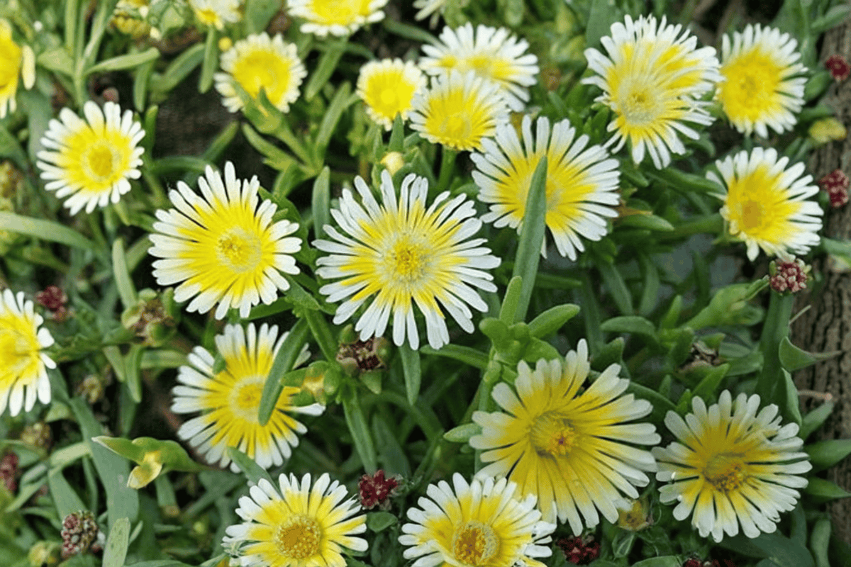 Limoncello Ice Plant - 4-Inch Pot - Live Flowering Succulent - Delosperma ‘Limoncello’ - Low-Growing Groundcover Plant