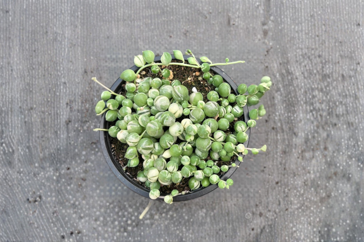 Variegated String of Pearls Succulent Plant in 2 Inch Pot - Curio rowleyanus variegata - Indoor Outdoor Trailing Houseplant Gift