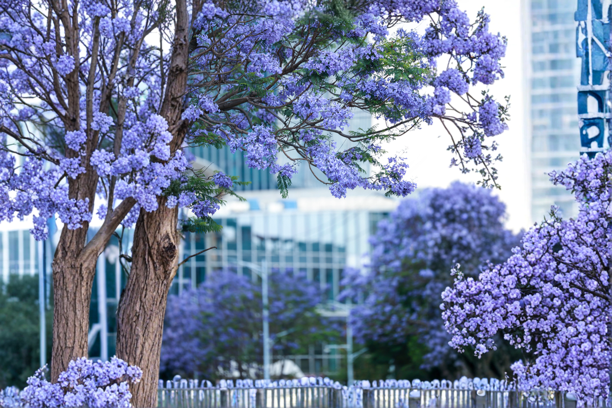 3 Blue Jacaranda Trees in 3-Inch Pots, Ornamental Lavender-Blue Flowers, Jacaranda mimosifolia - Live Plants