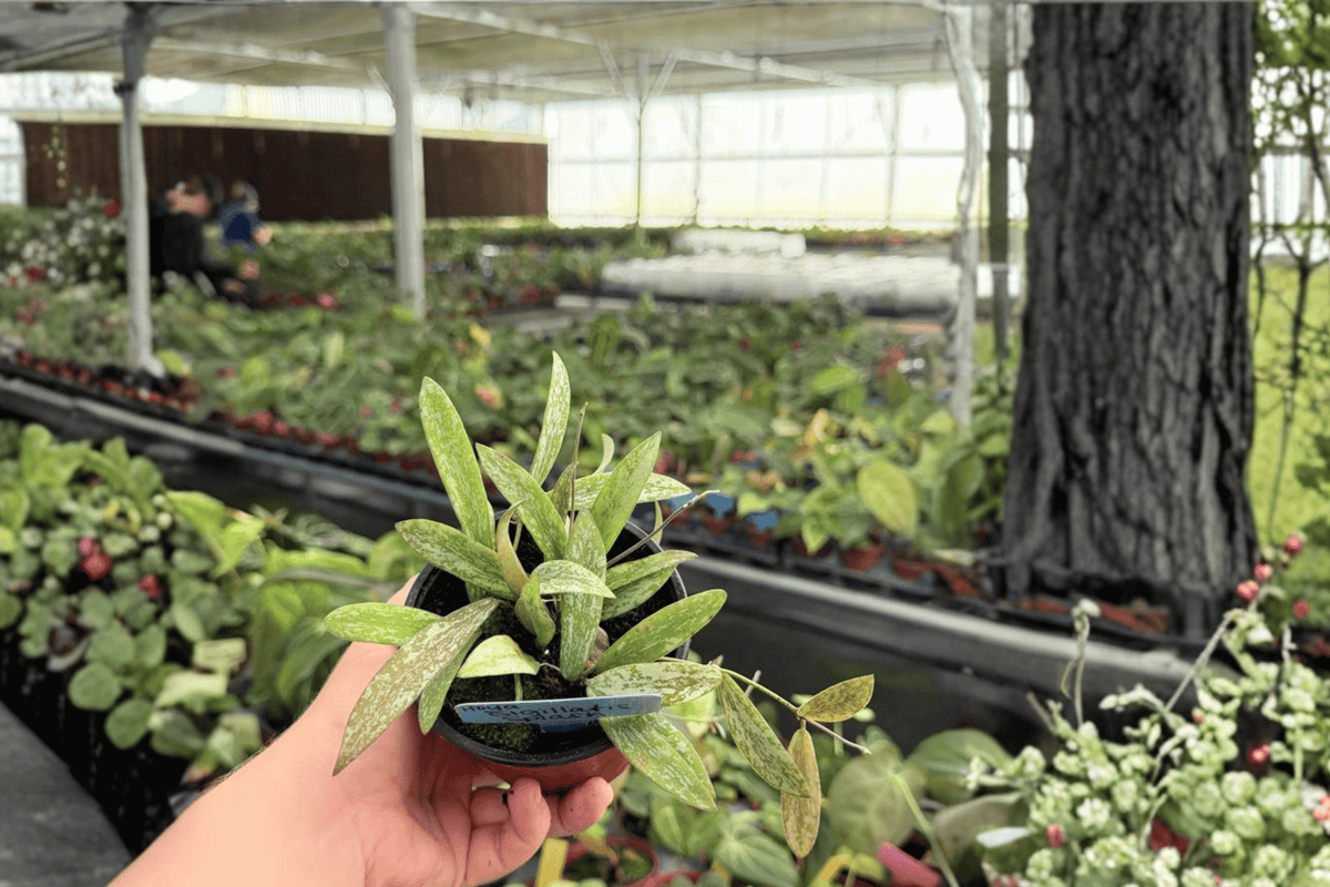 Hoya Plants 4-Inch Pots, Hoya sigillatis ‘Splash’, Tropical Vining Foliage, Established Root System, Live Plants – Set of 2