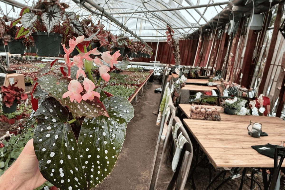 Live Begonia Plants - 6" Harmony's Whimsy - Ornamental Foliage - Begonia ‘Harmony’s Whimsy’ - Set of 2 Bare Root Plants