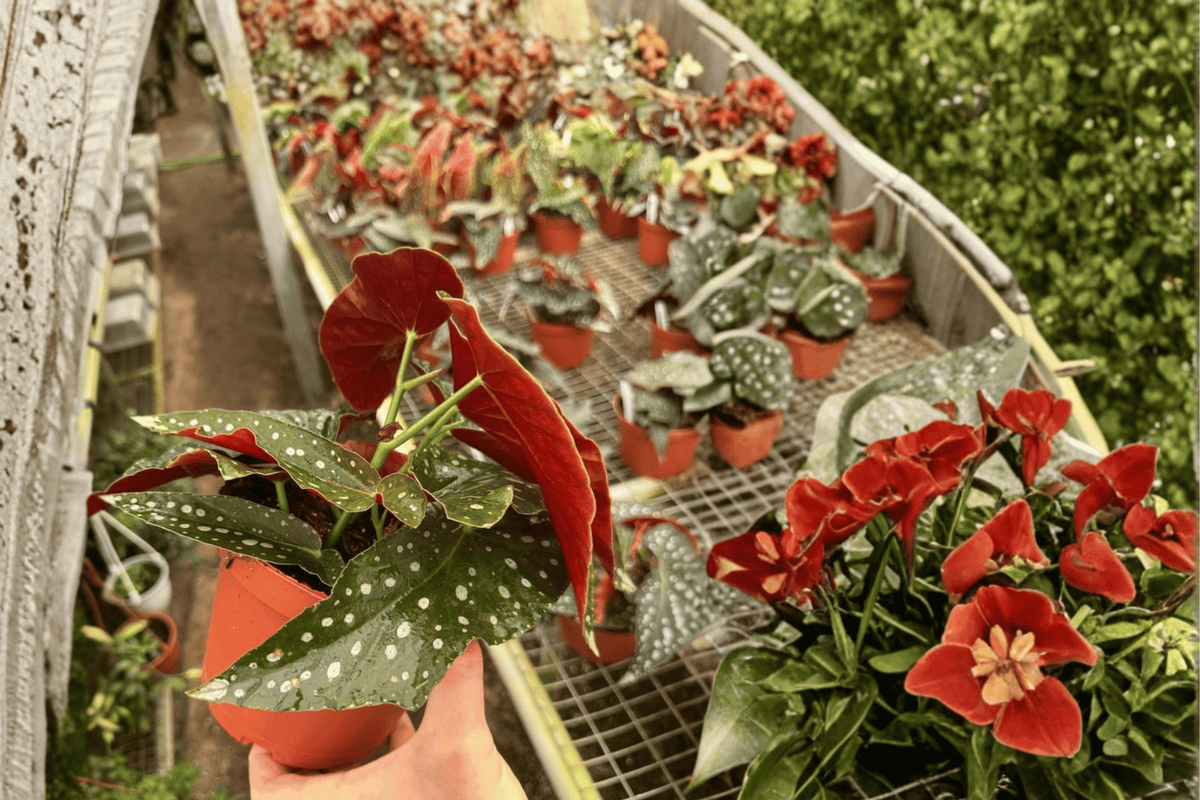 Live Begonia Plants - 6" Harmony's Mango Tango - Ornamental Foliage - Begonia ‘Harmony’s Mango Tango’ - 2 Pack