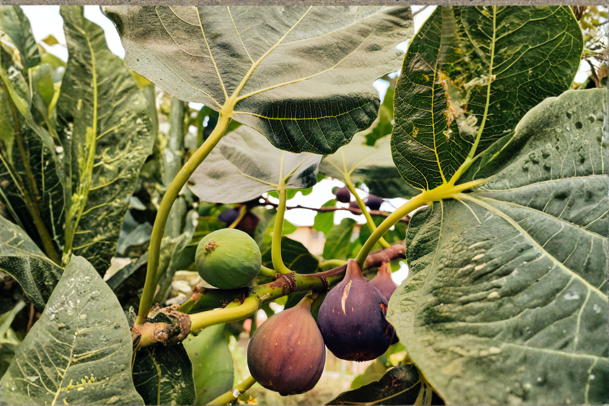 Ischia Fig Tree Starter Plant - Small Live Ficus carica - Self-Pollinating Edible Fig for Home Gardens and Containers