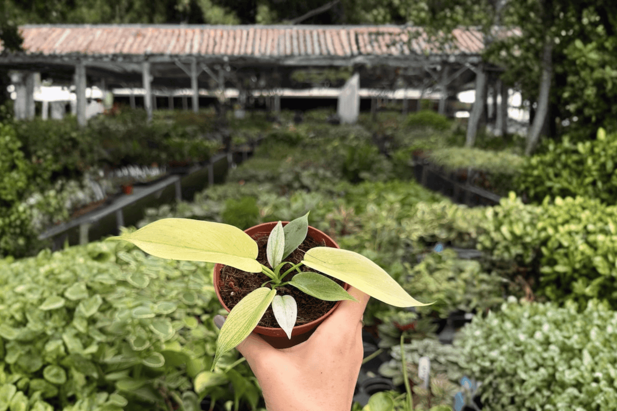 Philodendron Florida Ghost Mint 4-Inch Live Plant - 2 Exact Plants in Pots - Philodendron 'Florida Ghost Mint' - Tropical Aroid