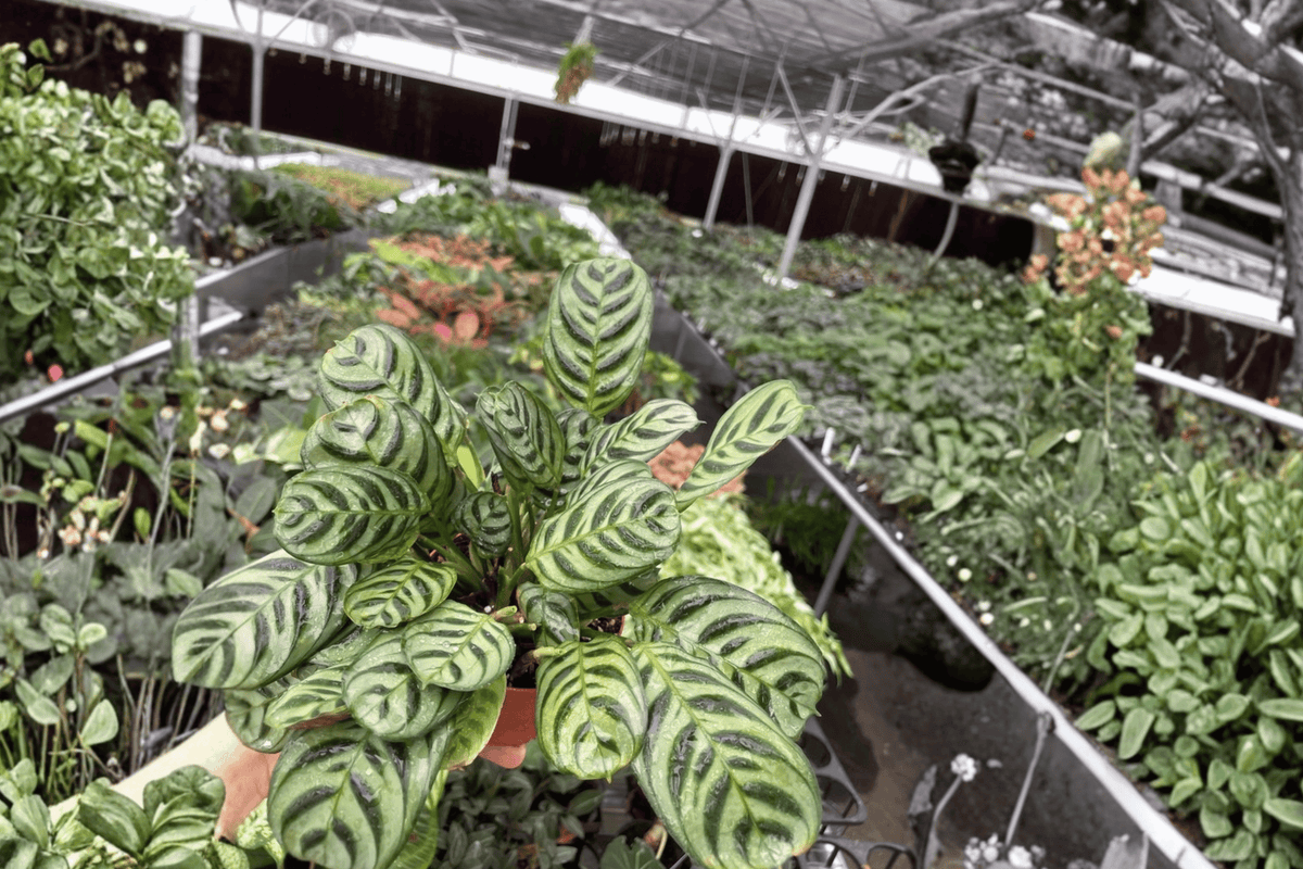 2 Live Calathea Burle Marx Amabilis Plants in 4-Inch Pots, Ornamental Tropical Foliage, Goeppertia ‘Burle Marx Amabilis’