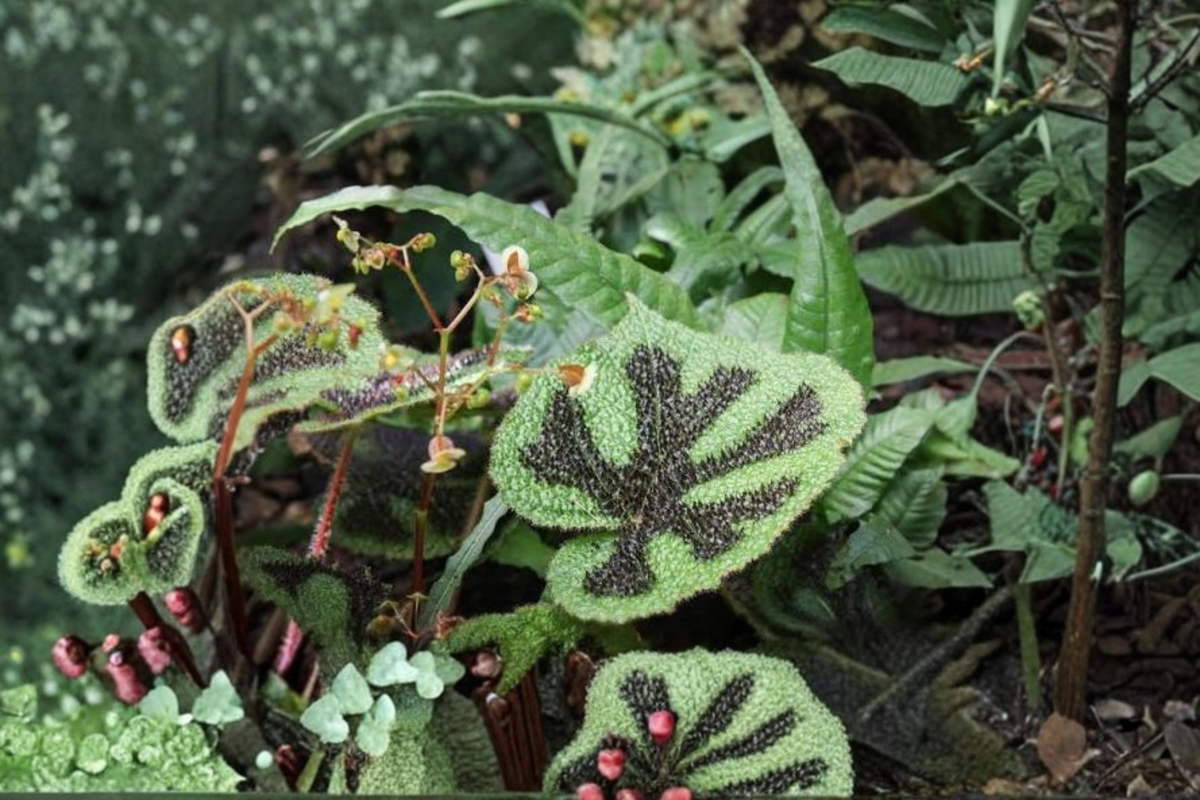 Iron Cross Begonia Live Plant - 4-Inch Pot - Begonia masoniana - Distinctive Textured Foliage for Indoor Décor