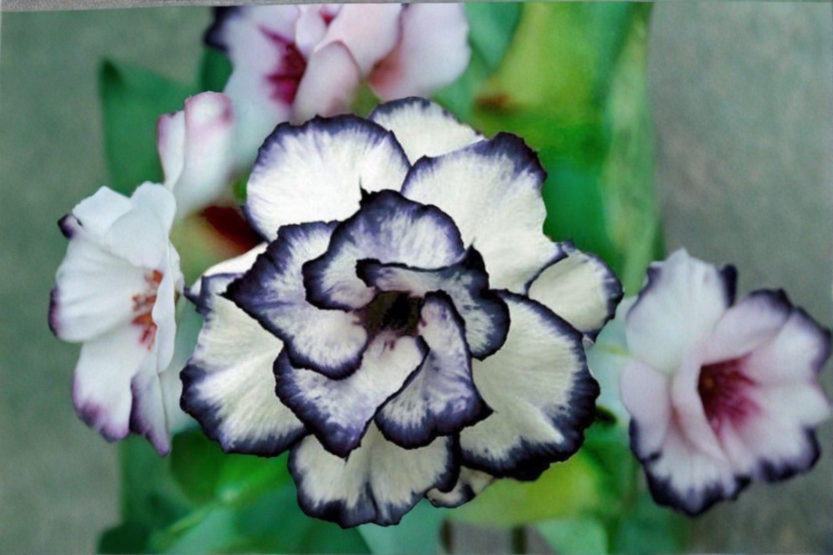 Rare Black and White Rose Seeds 10 Pack, Bi-Color Flower Seeds for Outdoor Garden, Rosa spp., USA Seller