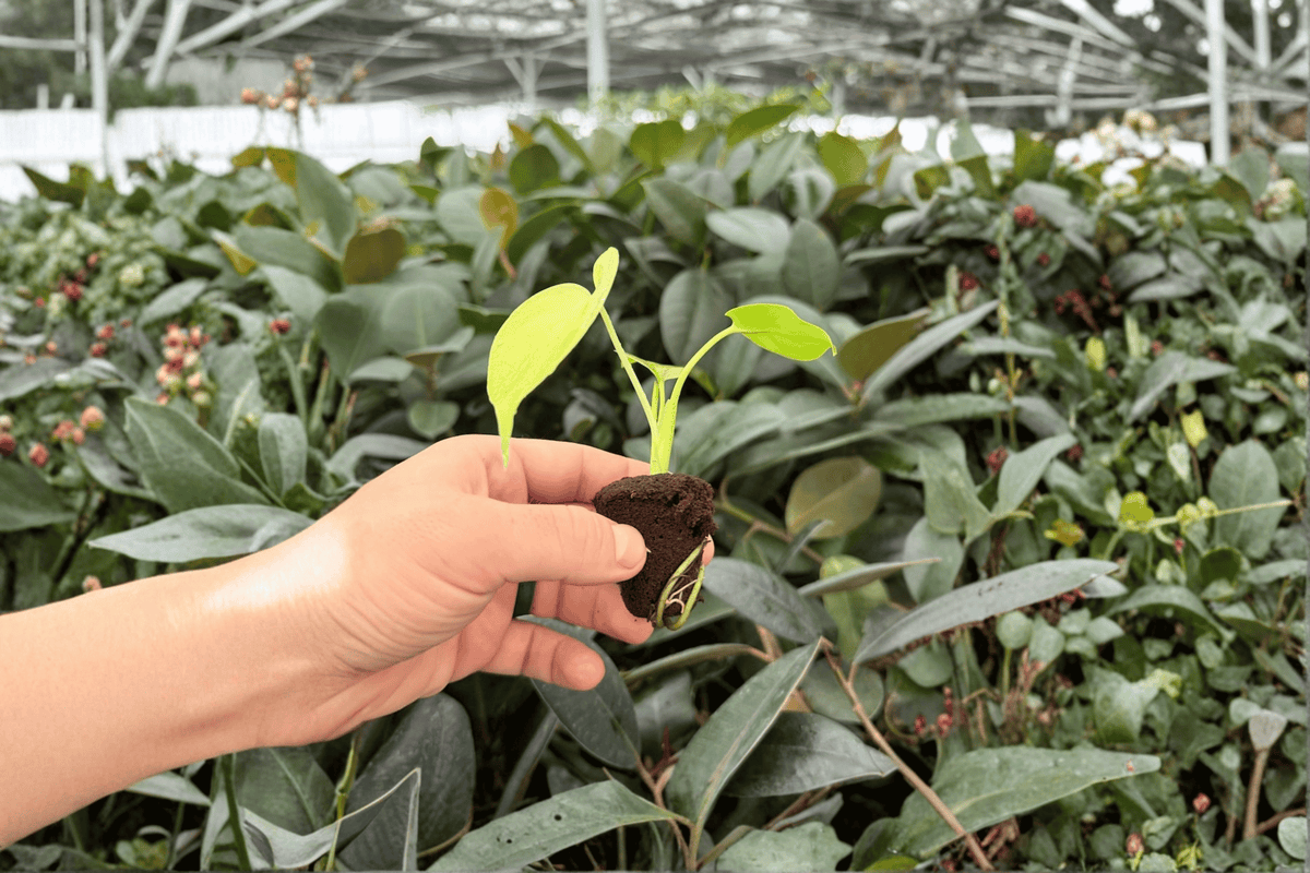 Monstera ‘Lemon Lime’ Live Starter Plants - 2 Exact Plugs - Tropical Aroid - Ornamental Foliage - Monstera ‘Lemon Lime’