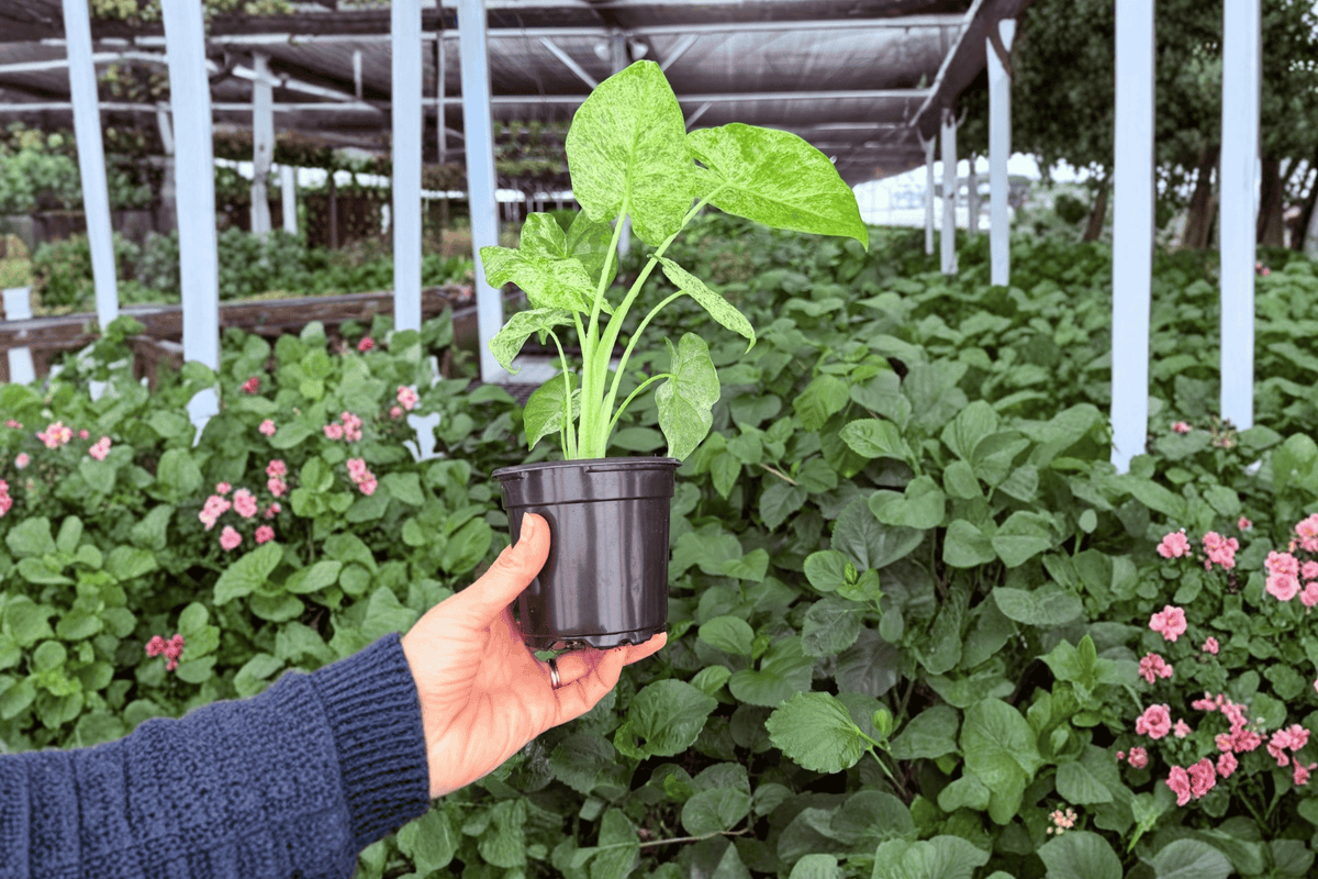 2 Live Alocasia Odora Batik Plants in 4-Inch Pots - Tropical Ornamental Aroid - Alocasia odora ‘Batik’