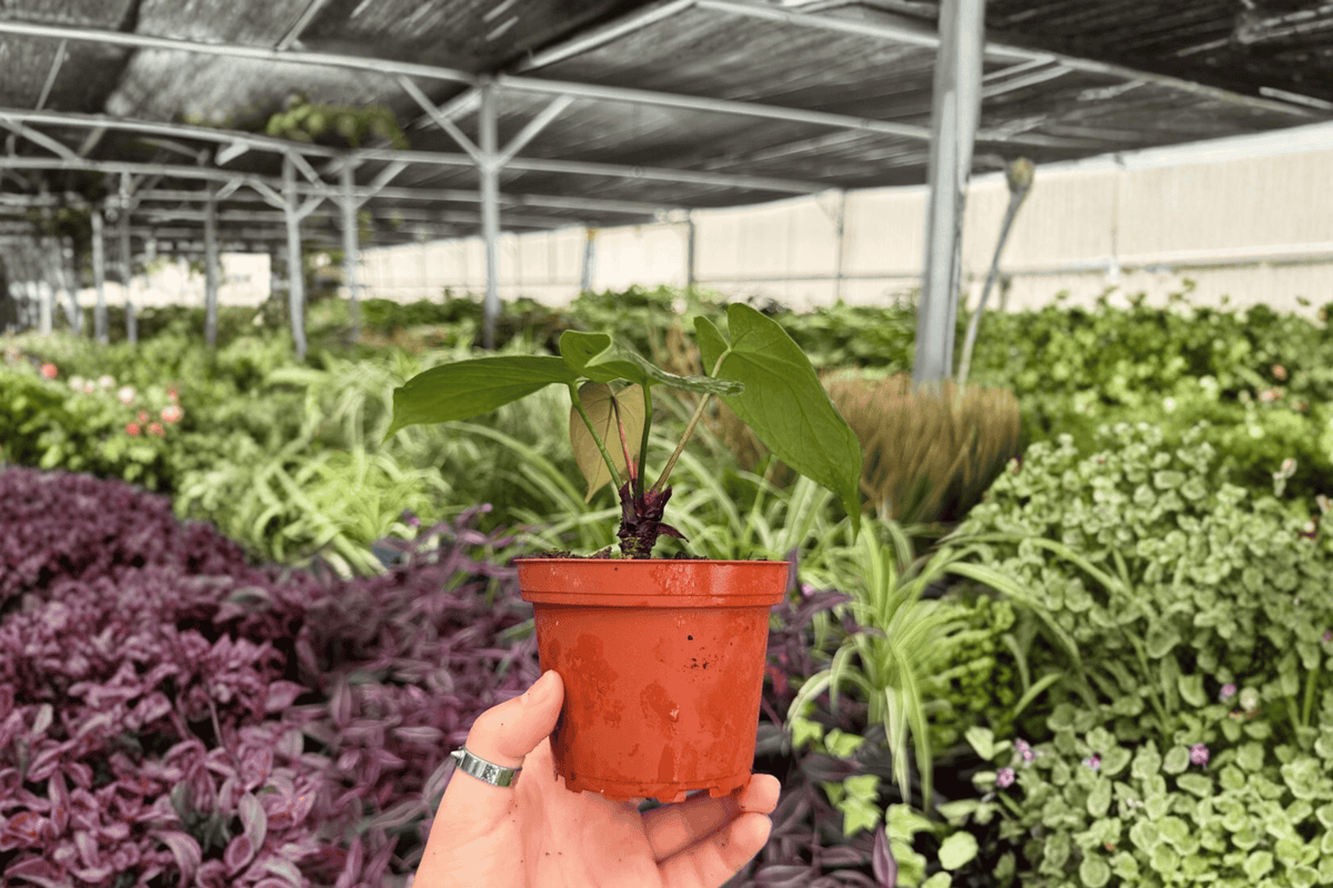 Anthurium AOS x Domino Live Plants - 4-Inch Pots - Tropical Ornamental Aroid - Anthurium Hybrid