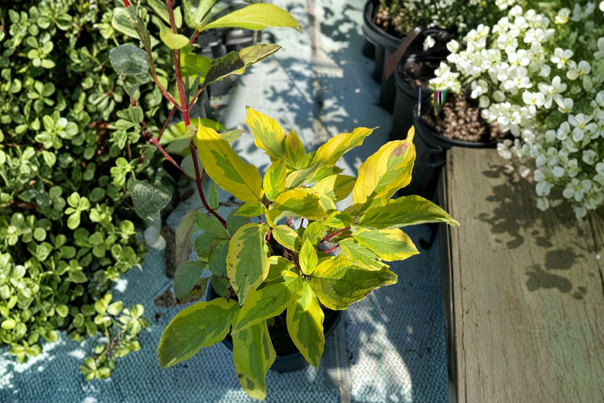Red Twig Dogwood Live Plant 1 Gallon Variegated ‘Gouchaultii’ Cornus alba - Colorful Shrub with Red Winter Stems