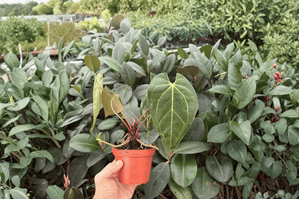 Anthurium Legend × Mag Live Plants, 4-Inch Size, Tropical Ornamental Hybrid, Anthurium hybrid (Legend × Mag) - Set of 2